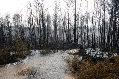 Una zona del incendio inundada de agua ca&iacute;da del cielo. 