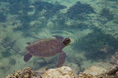 Una tortuga carey (Eretmochelys imbricata). Los pescadores capturan las tortugas vivas y las intercambian por carne o pollo, según el peso, en los hoteles que hay en las islas.