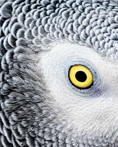 Animales ojos