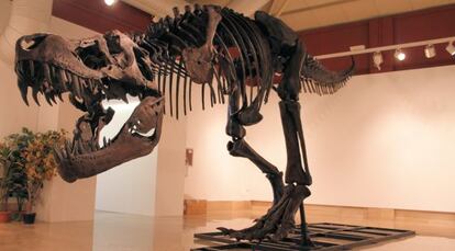Uno de los esqueletos de dinosaurio que se exponen en la Lonja de Alicante.