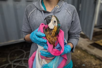 Una veterinaria le da calor a una guacamaya envuelta en una cobija, después de ser rescatada del tráfico ilegal de cargamentos a temperaturas muy bajas.