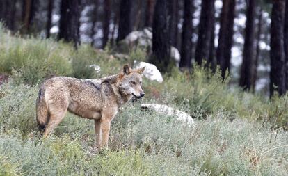 Un ejemplar del Centro Temático del Lobo Ibérico, en Robledo (Zamora).