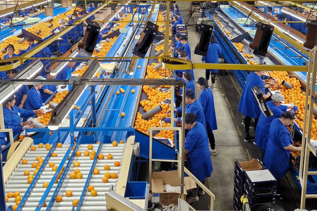 UE-Mercosur, la enésima batalla de la naranja valenciana