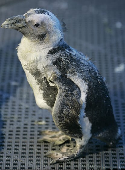 Pierre, un pingüino antifaz de 25 años, había perdido parte del plumaje, hasta el punto de comenzar a versele la piel. Como consecuencia no podía nadar, por el frío, ni acercarse al resto de su bandada, ya que el resto de aves le atacaban.