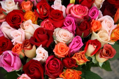 Las rosas de color rojo fuerte tienen un olor más clásico a rosa, mientras que las amarillas, blancas y naranjas tienen aromas más ligeros, con matices cítricos y afrutados.