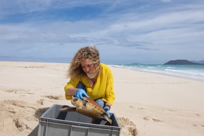 Cuatro ejemplares de tortuga boba (caretta caretta) regresaron este miércoles al mar en el Parque Natural de las Dunas de Corralejo, en Fuerteventura, tras haberse curado de diferentes heridas durante el periodo de confinamiento en el Centro de Recuperación de esta especie que gestiona el Cabildo de la isla. En la imagen, la consejera de Medio Ambiente del Cabildo de Fuerteventura, Marlene Figueroa, saca de su caja a una de las tortugas.