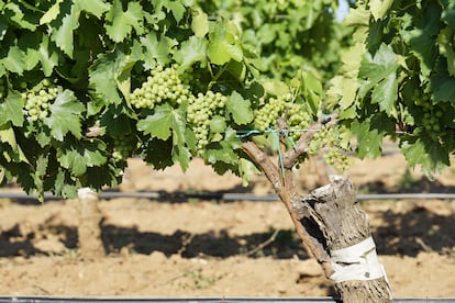 Viñedo de Bodegas Ochoa. Imagen proporcionada por la empresa.