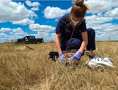 Una veterinaria atiende a uno de los buitres afectados. 