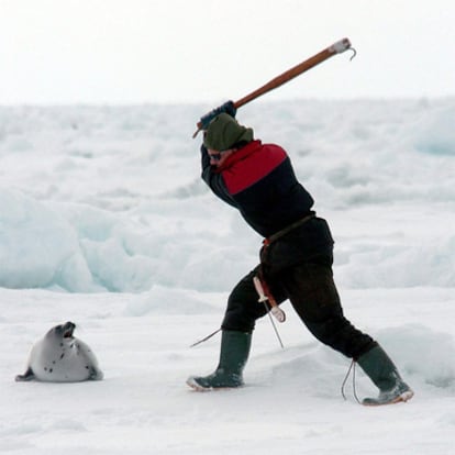Un cazador canadiense se dispone a matar a palos a una foca.
