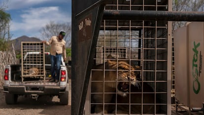 Un león en una caja metálica en Culiacán, Sinaloa, el 20 de mayo 2025.