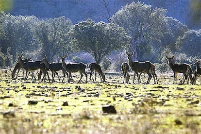 Un rebaño de ciervas pasta, con los cervatillos del año pasado ya crecidos, en las praderas junto al río Guadarranque, en el camino de la finca de las Ventosillas, en la comarca cacereña de Las Villuercas.