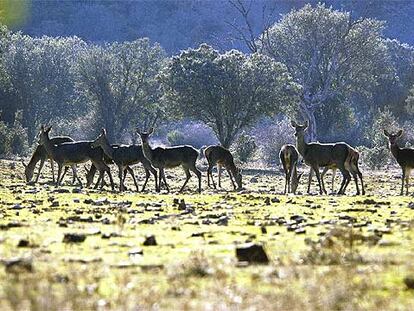 Un rebaño de ciervas pasta, con los cervatillos del año pasado ya crecidos, en las praderas junto al río Guadarranque, en el camino de la finca de las Ventosillas, en la comarca cacereña de Las Villuercas.