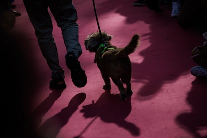 Desfile canino en contra del maltrato animal en Madrid, en 2022.