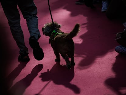 Desfile canino en contra del maltrato animal en Madrid, en 2022.