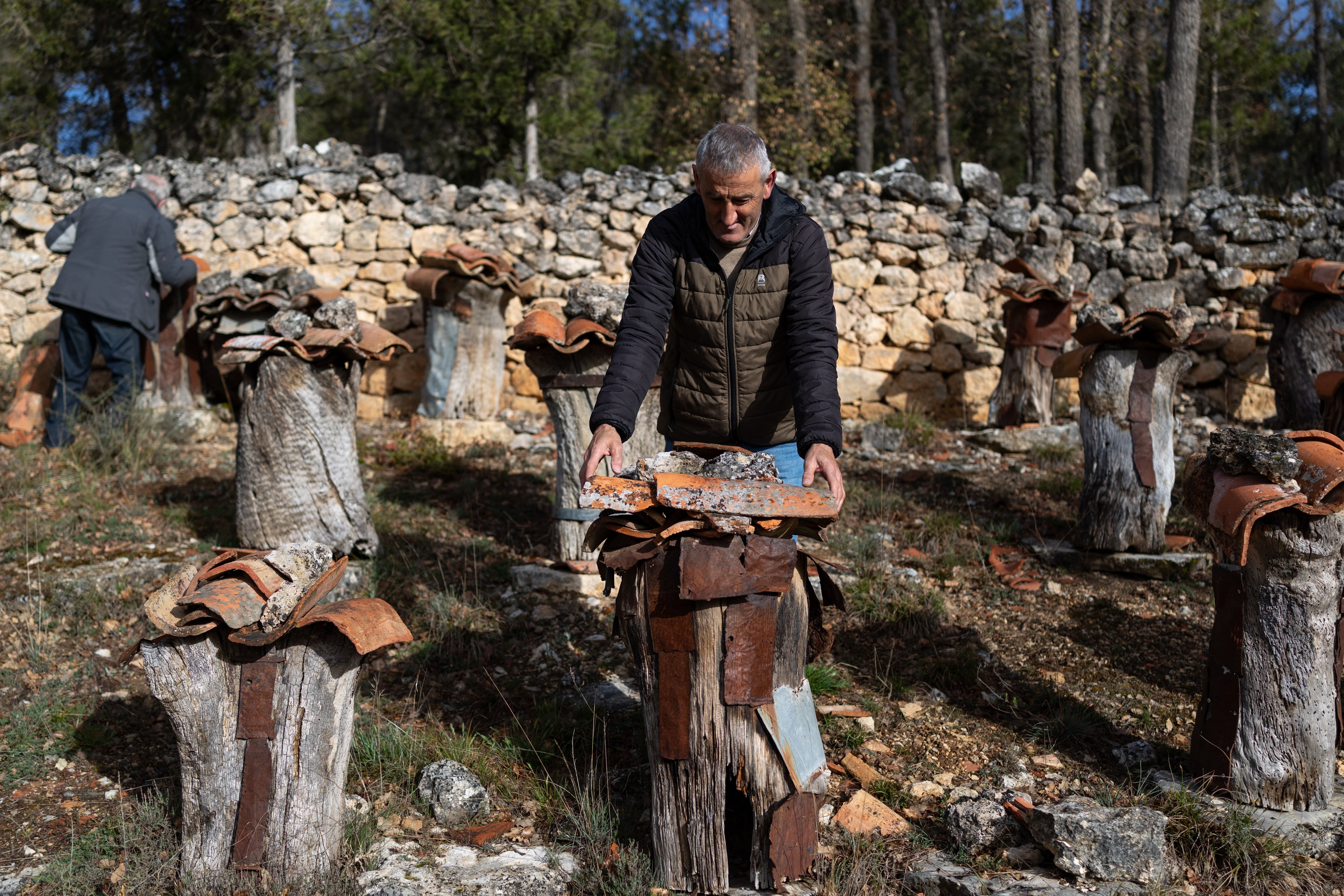 El apicultor Eduardo Izquierdo trabaja en un dujo, un panal tradicional, en Pineda (Burgos).