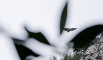 Buitre leonado sobrevolando Monfragüe.