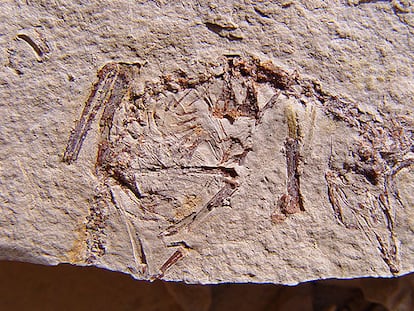 Fósil de ave muy joven del yacimiento de Las Hoyas (Cuenca) en que se aprecia el cráneo, a la derecha.