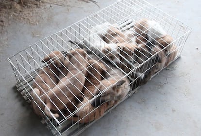 Granja de perros para consumo en Jining.