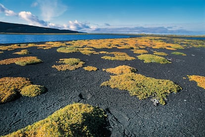 Líquenes y musgos cubren la taiga de la llanura islandesa de Kelduhverfi. 