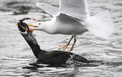 Una gaviota y un cormorán luchan por un pez en el mar Báltico, cerca del pueblo de Stralsund (Alemania).