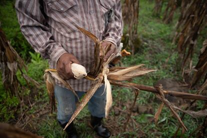 Un agricultor recoge una cosecha de maíz en una granja en Misantla, en el Estado mexicano de Veracruz, en julio de 2021.