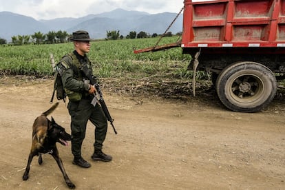 Desde 2005, cuando se registraron las primeras tomas, 12 indígenas nasa han muerto en enfrentamientos con la fuerza pública. En la imagen, un policía colombiano resguarda un campo de caña de azúcar en la localidad de Tetillo, cerca de Corinto, en el departamento de Cauca,  el 31 de agosto de 2022.