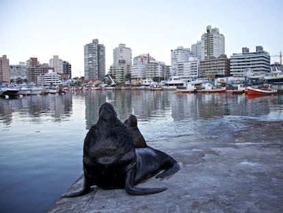 En el propio puerto es muy f&aacute;cil toparse con los simp&aacute;ticos lobos de mar. 