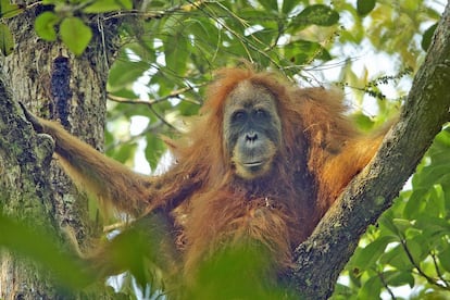 Un ejemplar de 'Pongo tapanuliensis' en la provincia indonesia de Sumatra del Norte.