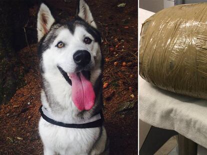Kirsten Kinch subió a su cuenta de Instagram una foto de su perra 'Nova'. A la derecha, una imagen de cómo le entregaron el cadáver de su mascota.