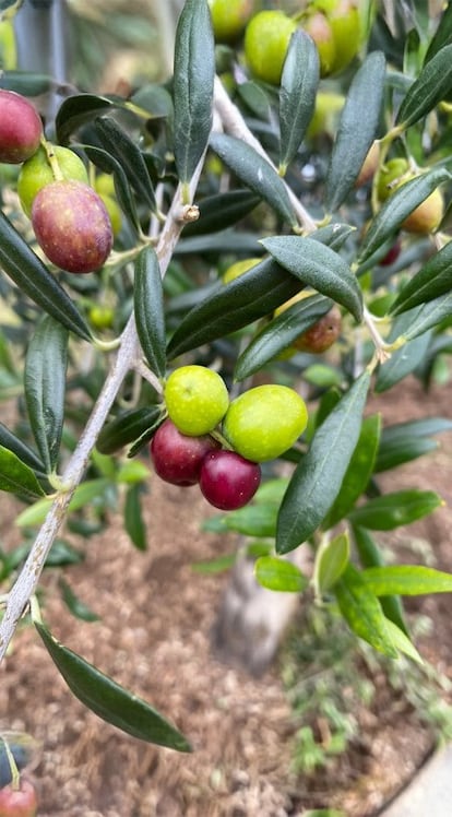 Detalles de las olivas del productor de aceite ValleRuan.