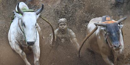 Un jinete indonesio monta dos toros durante una carrera tradicional llamada localmente 