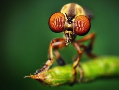 La mirada de la mosca asesina
