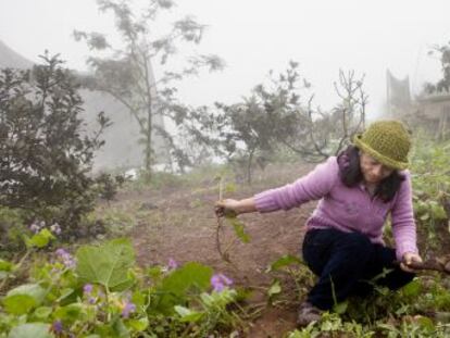 Lima es la segunda ciudad del mundo ubicada en un desierto. Sin lluvia y poco sol, pero sí una espesa niebla, recoger agua con redes es una solución barata