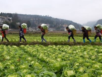 Una comisión internacional de científicos urge a un cambio en la alimentación y la agricultura para evitar 11 millones de muertes prematuras y sortear la catástrofe ambiental