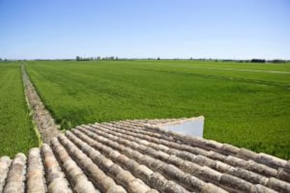 Paisaje de arrozales.