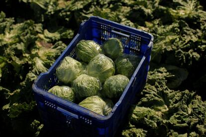 Lechugas del tipo iceberg son recolectadas en una caja en una plantación en Pulpi, cerca de Almería, el 13 de febrero.