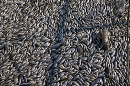 Tons of dead fish litter the waters off the port of Volos, Greece, on Wednesday.