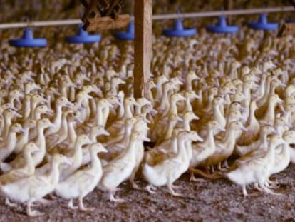 Granja de patos para producir foie en California.