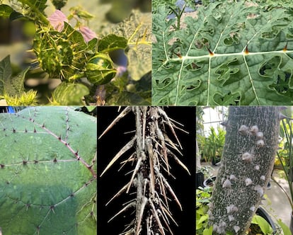 Varias especies espinosas: Arriba, a la izquierda, la gboma, una berenjena subsahariana. A la derecha, hoja de espina colorada. Abajo a la izquierda, hoja de naranjilla, en el centro, tallo de la manzana del diablo y, a la izquierda, tronco de la ceiba común.