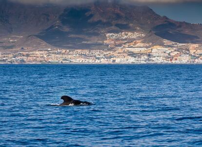 Un calderón o ballena piloto, género de cetáceos odontocetos frecuente en aguas de Costa Adeje, al suroeste de Tenerife. 