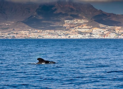 Un calderón o ballena piloto, género de cetáceos odontocetos frecuente en aguas de Costa Adeje, al suroeste de Tenerife.
