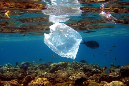 Un pez nada cerca de una bolsa de plástico en un arrecife de coral en la costa del Mar Rojo de la bahía de Naama Bay (Egipto).