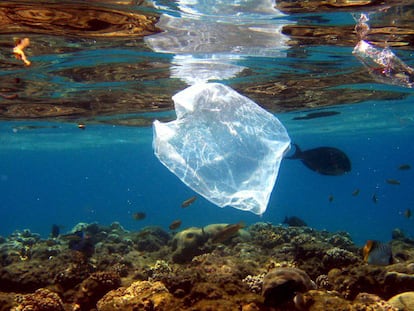 Bolsa de plástico encontrada no Mar Vermelho, no Egito.