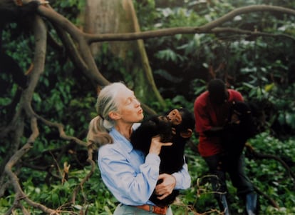 Jane Goodall com um chimpanzé em seus braços, em 1995.