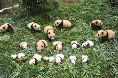 Pandas expuestos al público en la base de Bifengxia,l centro de conservación e investigación de China del panda gigante en Yaan, China.