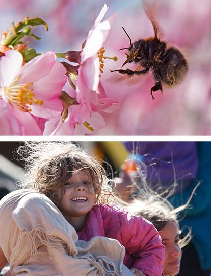 Un abejorro se posa en la flor de un cerezo en Erfurt, Alemania. / Una mujer con su hija en brazos espera para recibir alimentos en el campo de refugiados de Idomeni, Grecia.