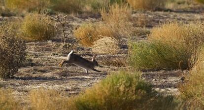 Un conejo en el campo andaluz.