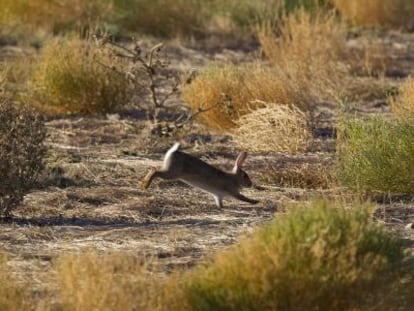 Un conejo salta entre los matorrales de un campo en Andalucía en 2019.