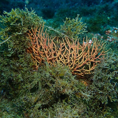 El alga asfixiando una gorgonia. 