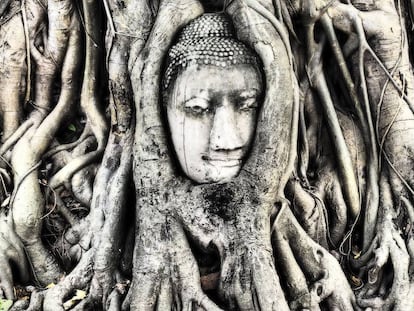 Cabeza de Buda rodeada por las raíces de una higuera en el templo de Wat Maha That, en la ciudad de Ayutthaya (Tailandia).